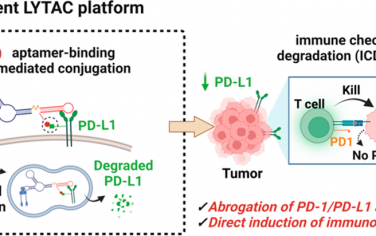 JACS：通过DNA适配体构建共价LYTAC以用于免疫检查点降解疗法