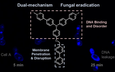 JACS：利用双机制发光原破坏膜完整性和诱导DNA损伤以对抗真菌感染和耐药性