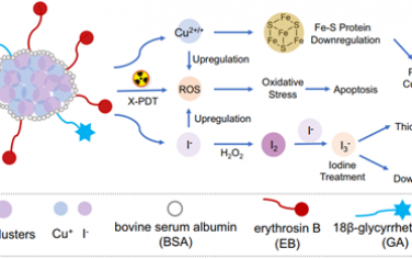 Nat. Commun：可降解碘化铜簇可在超低剂量X射线照射下调节线粒体功能和抑制肿瘤生长
