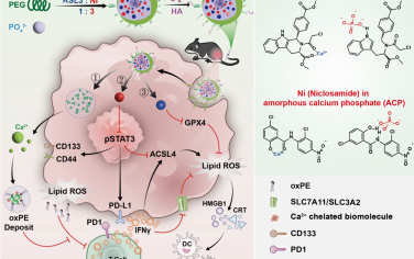 ACS Nano：生物矿化调节纳米单元重新编程信号转导和转录激活因子 3 信号，用于癌症干细胞的铁死亡免疫治疗