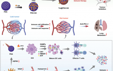 Adv. Mater：可协同实现光热治疗和血管正常化的仿生纳米调节剂用于增强抗癌免疫