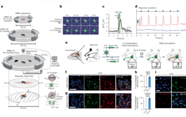 Nature Nanotechnology：细胞类型特异性靶向和脑回路调节的体内磁遗传学