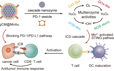 ACS Nano：基因编辑的级联纳米酶用于癌症免疫治疗