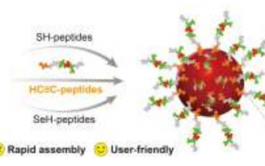 湖南师范大学Angew：炔键官能团化增强多肽功能修饰Au纳米粒子用于生物成像
