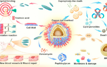 ACS Nano：原位释放抗生素的针状纳米酶可靶向诱导铜死亡样死亡以消除耐药细菌