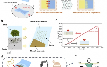 Nat Commun ：高度可拉伸电子产品的仿生界面工程