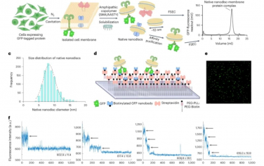 Nature Nanotechnology：纳米级空间和单分子分辨率下天然膜蛋白的寡聚组织