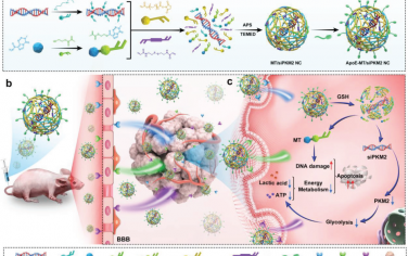 Adv. Mater：包裹siPKM2的双靶向替莫唑胺纳米胶囊可抑制有氧糖酵解以增强GBM的化疗敏感性