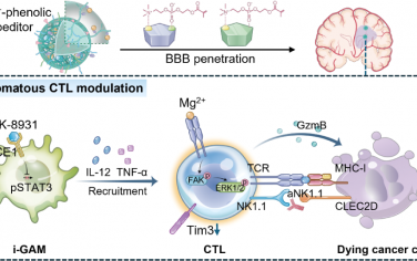 ACS Nano：镁-酚纳米编辑器可改善胶质瘤T细胞以实现金属免疫治疗