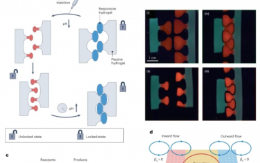 Nature Nanotechnology：将耗散材料中的空间维度和动力学过程相互关联以创建具有仿生功能的合成系统