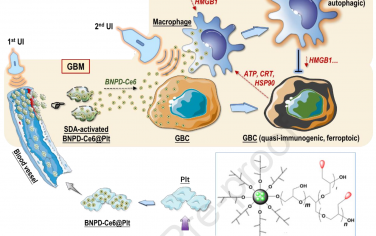 Biomaterials：靶向声动力治疗诱导胶质母细胞瘤细胞准免疫原性铁死亡和巨噬细胞免疫刺激性自噬