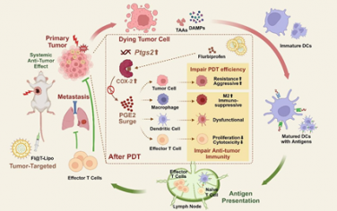 Biomaterials：抑制PDT诱导的PGE2激增以实现增强的光-免疫疗法