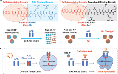 Adv. Mater：原位形成纳米纤维可阻断AXL和GAS6结合以抑制卵巢癌的发展