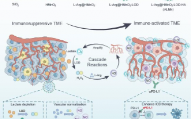 Biomaterials：仿生纳米反应器可启动级联反应实现肿瘤血管正常化和乳酸消耗以增强免疫治疗