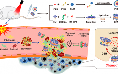 ACS Nano：光动力破坏肿瘤血管可增强纳米粒子的肿瘤靶向性以实现高效化疗