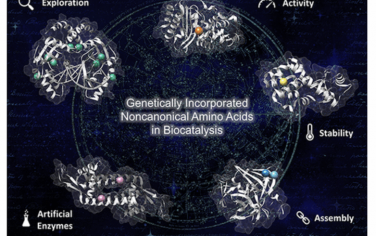 Chem. Rev.：非天然氨基酸为生物催化带来新的功能