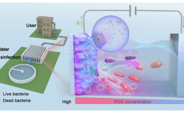 Nat Commun：同时产生无残留的活性氧和细菌捕获用于高效的电化学水消毒