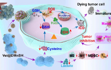 Nano Lett：双重消耗乳酸/半胱氨酸的益生菌-纳米药物生物混合系统用于增强癌症化学-免疫治疗