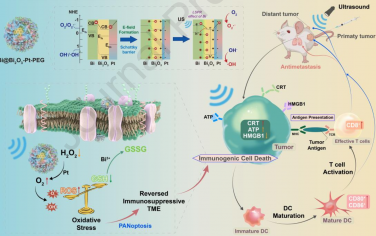 Biomaterials：可克服肿瘤乏氧的铋基三元异质结用于实现缺陷调节增强的肿瘤声催化免疫治疗