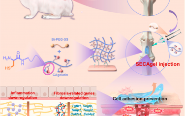 ACS Nano：具有强密封能力的有机抗氧化剂生物粘合剂，可防止硬膜外粘连