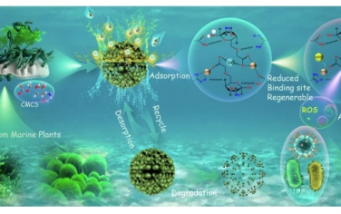 Nat Commun：利用固定在海藻类吸附剂上的微型氧化还原反应器促进从海水中提取铀