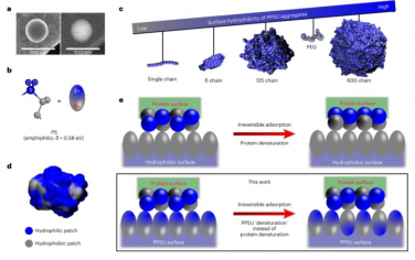 Nature Nanotechnology：多种生物活性蛋白的受控吸附使靶向肥大细胞纳米治疗成为可能