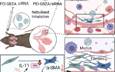 ACS Nano：可吸入的IL-11靶向siRNA纳米颗粒用于显著抑制博莱霉素诱导的肺纤维化