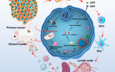 ACS Nano：温和热空心碳纳米酶可作为焦亡诱导剂以增强抗肿瘤免疫治疗