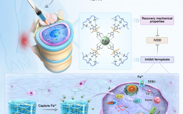 Science Advances：磁性吸引水凝胶重塑铁代谢以进行组织修复