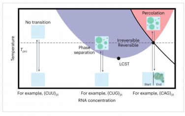 Nature Chemistry：RNA在较低的临界溶液温度下发生相变
