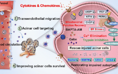 ACS Nano：双重靶向炎症和腺泡细胞的纳米药物通过调节Ca2+稳态和抑制胰腺自身消化治疗急性胰腺炎