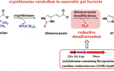 华南师范大学JACS：通过肠道细菌途径实现麦角硫蛋白的分解代谢