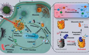 Angew：分子光开关解锁葡萄糖氧化酶可协同增强芬顿反应以用于抗肿瘤化学动力学治疗