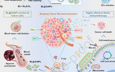 Biomaterials：厌氧益生菌-原位硒纳米放射增敏剂可通过选择性锚定肿瘤和免疫调节实现放射免疫治疗