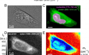 PNAS：水弯曲-振动作为水合作用的细胞拉曼成像探针