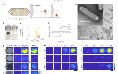 Nature Materials：用于体内组织力学非侵入性成像的磁声学蛋白质纳米结构