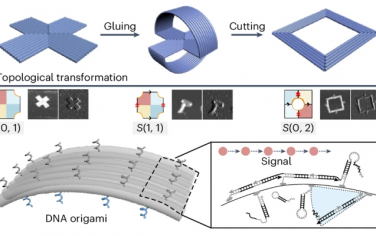 Nature Chem：编程控制DNA折纸的拓扑结构