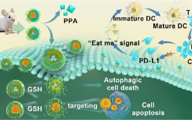 ACS Nano：氧化还原触发、自噬诱导的PD-L1抑制纳米平台用于增强化学免疫联合疗法