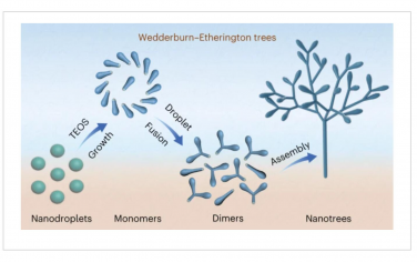 Nature Synthesis：用纳米液滴顺序融合策略合成二氧化硅纳米树