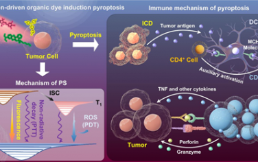 Angew综述：光子驱动染料诱导焦亡可作为抗肿瘤免疫治疗新模式