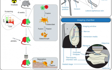 Nature Protocols：完整长骨细胞动力学的微创纵向活体内成像