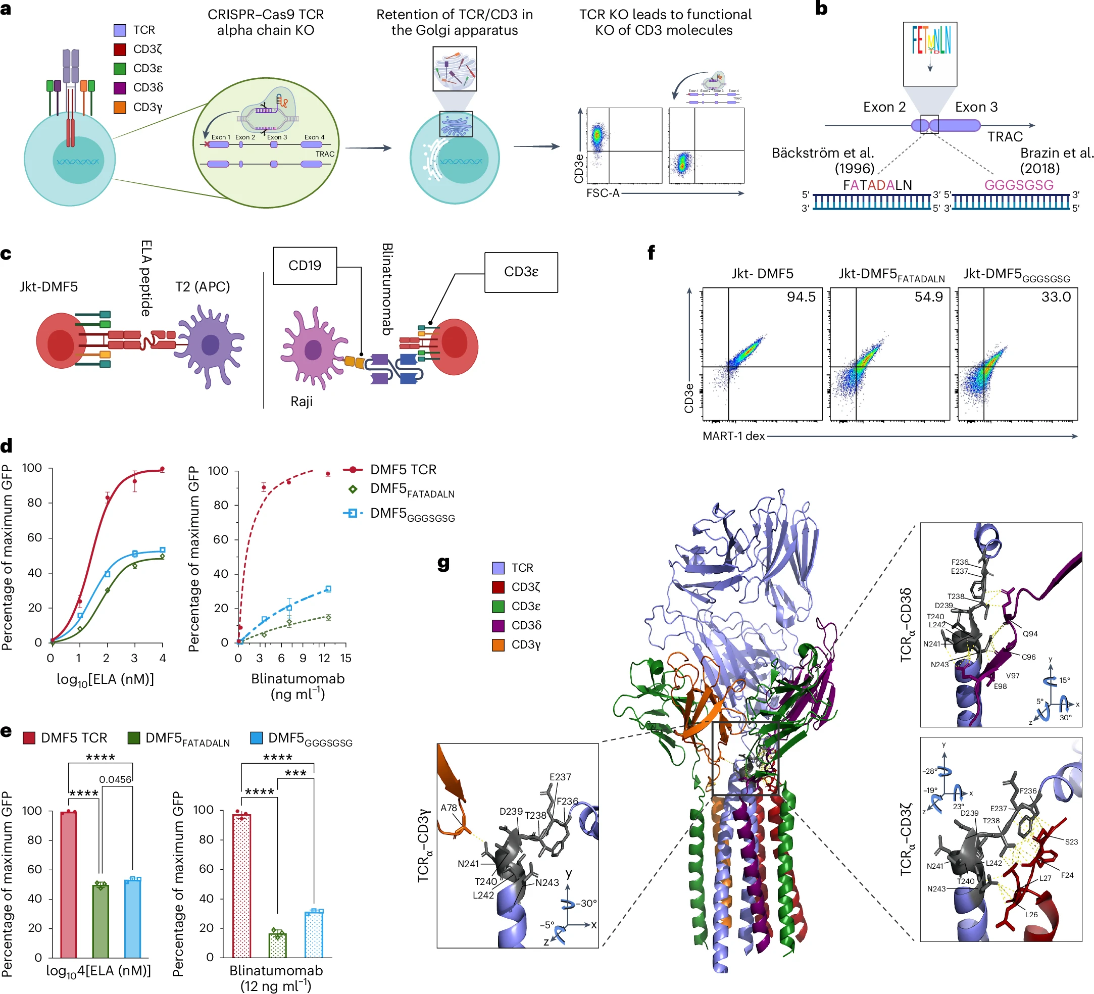 Nature BME：工程化异基因T细胞解耦T细胞受体和CD3信号传导增强双特异性抗体的抗肿瘤活性