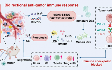 ACS Nano：气体增强的金属免疫疗法可通过双重激活细胞焦亡和STING通路以重塑免疫抑制性宫颈癌微环境