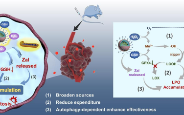 Biomaterials：基于三重增强脂质过氧化物积累策略的铁死亡“放大器”用于实现对胰腺癌的有效治疗