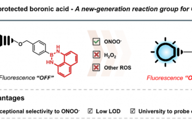 Angew：二氨基萘保护硼酸作为选择性ROS识别官能团
