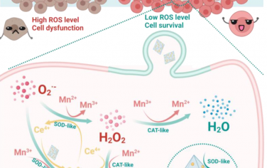 中科大Angew：Mn-Ce共生纳米酶通过电子转移和多个活性位点增强ROS消除