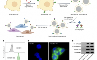 Nature Nanotechnology：利用基因工程增强细胞膜包覆纳米颗粒功能的模块化方法