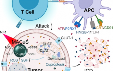 ACS Nano：靶向肿瘤代谢的Cu2-xS纳米药物可介导光热性铜死亡和免疫激活