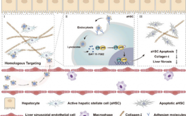 Nano Lett：肝星状细胞膜伪装的纳米颗粒可靶向递送抗纤维化药物以增强抗纤维化效果