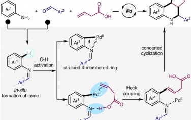 华南理工&中山大学Nature Commun：亚胺和乙烯乙酸促进Pd催化邻位C(sp2)-H活化/芳氨环化